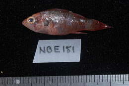 Image of Barred cardinalfish