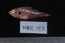 Image of Barred cardinalfish