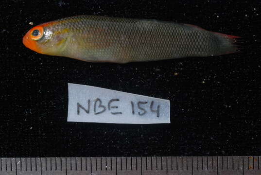 Слика од Pseudochromis tauberae Lubbock 1977