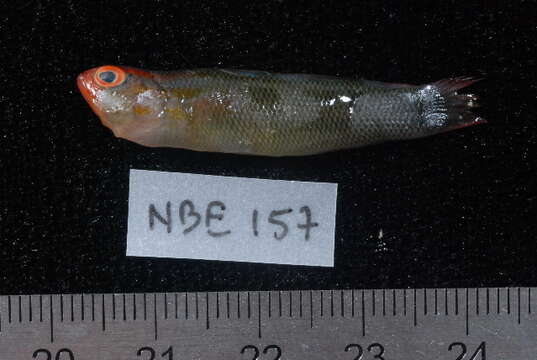 Слика од Pseudochromis tauberae Lubbock 1977