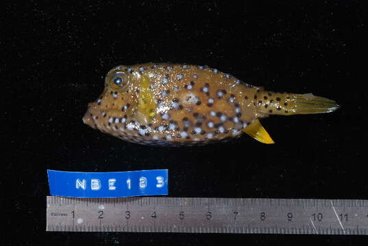 Image of Yellow boxfish