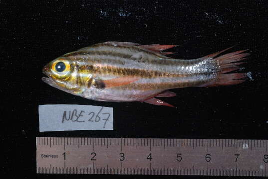 Image of Cook's cardinalfish