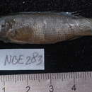 Слика од Pseudochromis madagascariensis Gill 2004