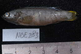 Image de Pseudochromis madagascariensis Gill 2004