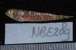 Image of High Hat Triplefin