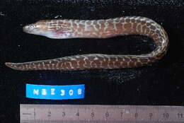 Image of Undulated moray