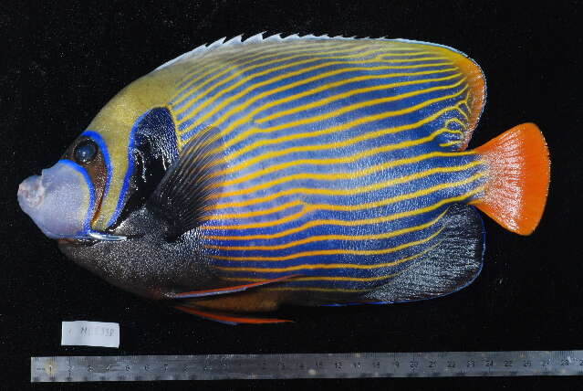 Image of Angelfish