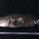 Image of Garrupa