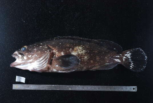 Imagem de Epinephelus coeruleopunctatus (Bloch 1790)