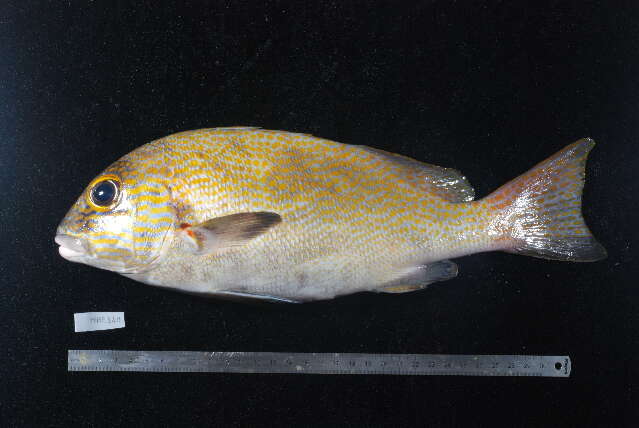 صورة Plectorhinchus flavomaculatus (Cuvier 1830)