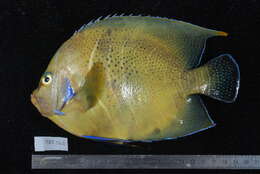 صورة Pomacanthus semicirculatus (Cuvier 1831)