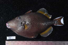 Image of Halfmoon triggerfish