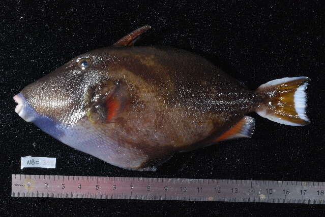 Image of Halfmoon triggerfish