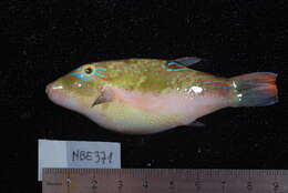 Image of Bennett's Pufferfish