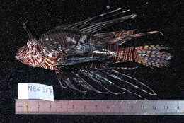Image of Red lionfish