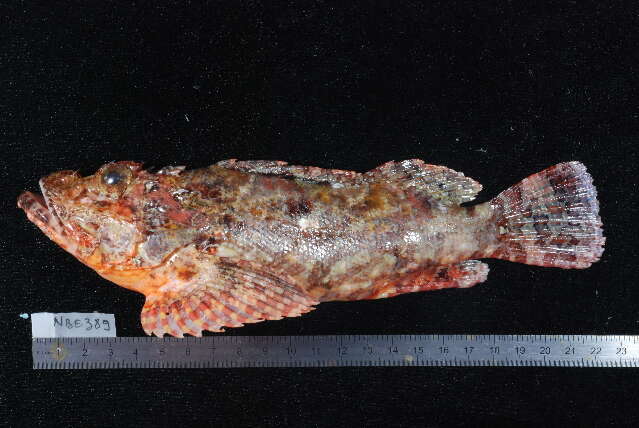 Image of False stonefish