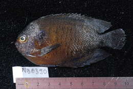 Image of Bluefin Dwarf