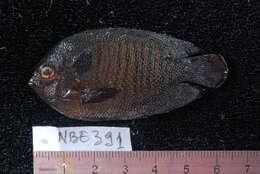 Image of Bluefin Dwarf