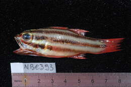 Image of Apogon angustatus