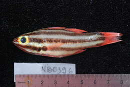 Image of Apogon angustatus