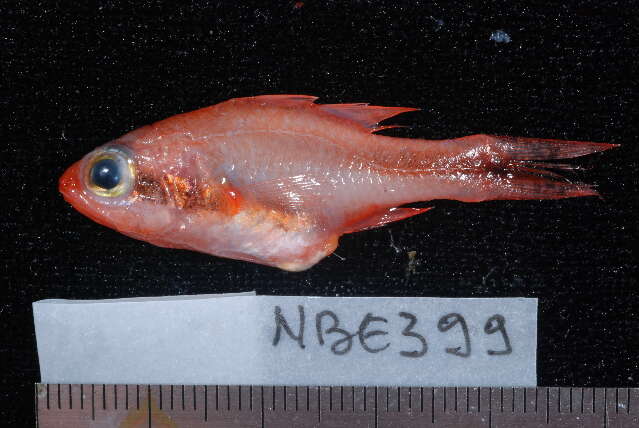 Image of Obliquebanded cardinalfish