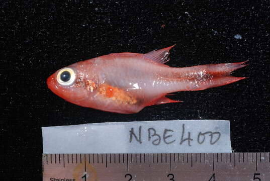 Image of Obliquebanded cardinalfish