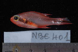 Image of Obliquebanded cardinalfish