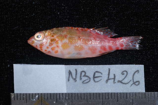 Image of Coral Hawkfish