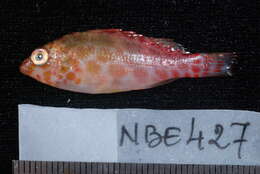 Image of Coral Hawkfish