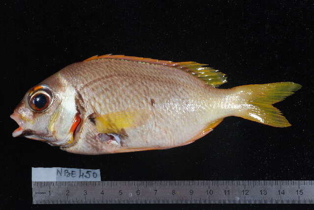 Image of Igcar monocle bream