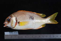 Image of Igcar monocle bream