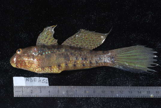 صورة Amblygobius sphynx (Valenciennes 1837)