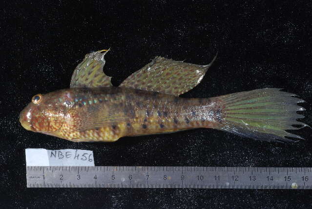 صورة Amblygobius sphynx (Valenciennes 1837)