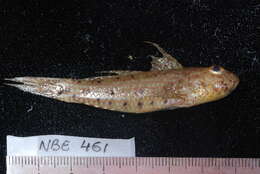 صورة Amblygobius sphynx (Valenciennes 1837)