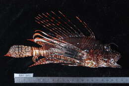 Image of Red lionfish