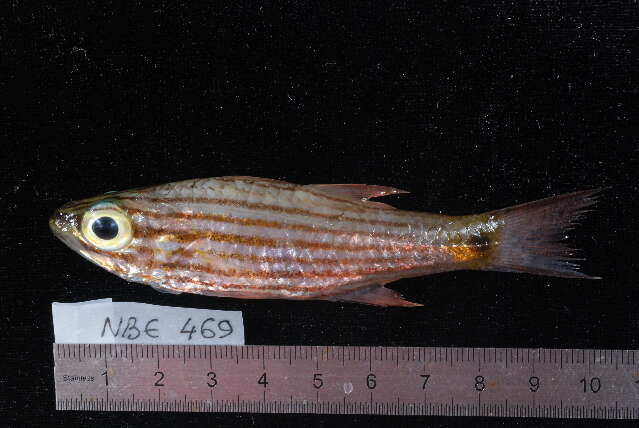 Image of Wolf cardinalfish