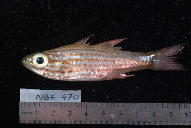 Image of Wolf cardinalfish