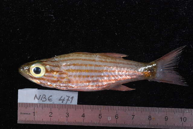 Image of Wolf cardinalfish