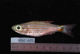 Image of Wolf cardinalfish