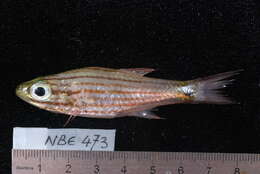 Image of Wolf cardinalfish