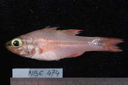 Image of Bridled cardinalfish