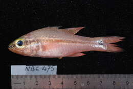 Image of Bridled cardinalfish