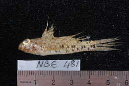 صورة Amblygobius sphynx (Valenciennes 1837)