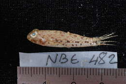 صورة Amblygobius sphynx (Valenciennes 1837)