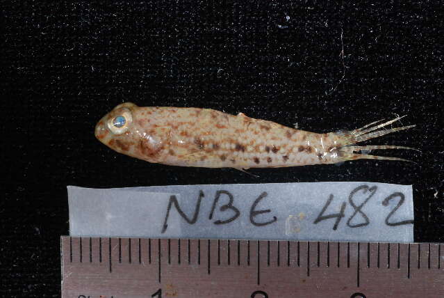 صورة Amblygobius sphynx (Valenciennes 1837)