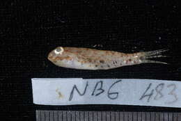 صورة Amblygobius sphynx (Valenciennes 1837)