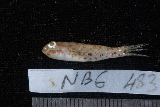 Image of Sphinx goby