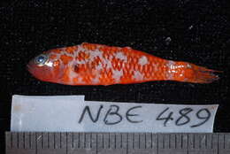 Image of Naude&#39;s pygmygoby