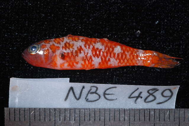 Image of Naude&#39;s pygmygoby