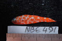 Image of Naude&#39;s pygmygoby